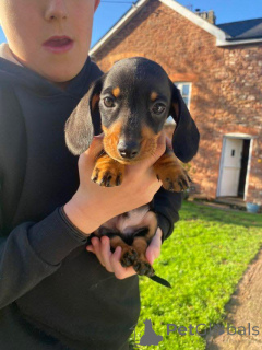 Zdjęcie №2 do zapowiedźy № 163602 na sprzedaż   - wkupić się Niemcy 