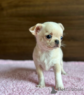 Zdjęcie №1. chihuahua (rasa psów) - na sprzedaż w Tallinn | negocjowane | Zapowiedź №138895