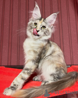 Zdjęcie №3. Inteligencja, urok i odrobina psot to Finn dla Ciebie!. Szwajcaria