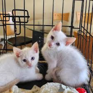 Zdjęcie №2 do zapowiedźy № 164246 na sprzedaż  kot syjamski - wkupić się Belgia prywatne ogłoszenie, hodowca