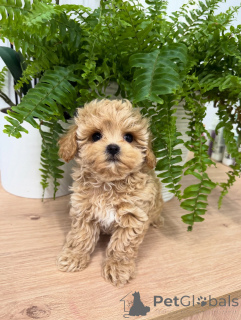 Zdjęcie №1. maltipu - na sprzedaż w Lipsk | negocjowane | Zapowiedź №158857