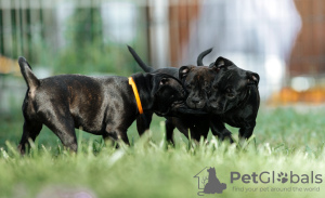 Zdjęcie №3. Angielski Stafforshire Bull Terrier. Federacja Rosyjska