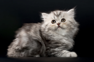 Zdjęcie №3. Szkockie kocięta - srebrna marmurowa dziewczynka. Białoruś