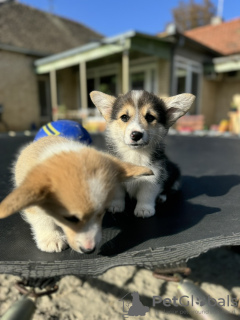 Zdjęcie №3. Szczeniaki Welsh Corgi Pembroke. Serbia