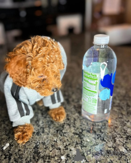 Zdjęcie №2 do zapowiedźy № 164032 na sprzedaż  pudel (zabawka) - wkupić się Finlandia prywatne ogłoszenie, ze schronu