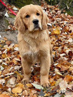 Dodatkowe zdjęcia: Dziewczynka Golden Retriever