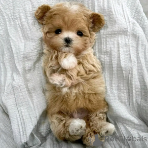 Zdjęcie №4. Sprzedam maltipu w Berlin. hodowca - cena - 2392zł