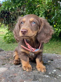 Zdjęcie №3. Poznaj Benny'ego, małe ciało, wielkie serce! Ten żądny przygód mały chłopiec. Włochy