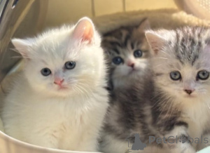 Zdjęcie №2 do zapowiedźy № 161193 na sprzedaż  munchkin - wkupić się Niemcy 