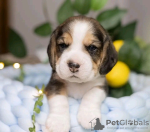 Zdjęcie №3. Sprzedam piękne szczenięta rasy beagle. Finlandia