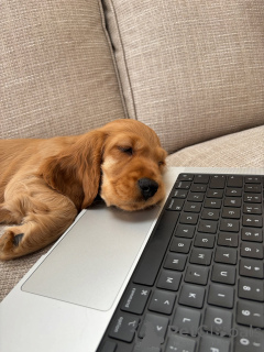 Zdjęcie №2 do zapowiedźy № 157996 na sprzedaż  cocker spaniel angielski - wkupić się Niemcy prywatne ogłoszenie