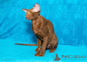 Zdjęcie №2 do zapowiedźy № 80747 na sprzedaż  kot orientalny - wkupić się Federacja Rosyjska od żłobka