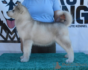 Zdjęcie №2 do zapowiedźy № 108947 na sprzedaż  alaskan malamute - wkupić się Serbia 