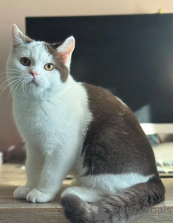 Zdjęcie №2 do zapowiedźy № 155692 na sprzedaż  kot brytyjski krótkowłosy - wkupić się Holandia prywatne ogłoszenie