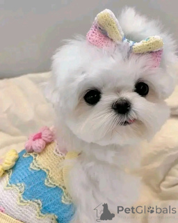 Zdjęcie №2 do zapowiedźy № 160059 na sprzedaż  maltańczyk - wkupić się Niemcy prywatne ogłoszenie, od żłobka