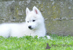 Dodatkowe zdjęcia: Siberian Husky szczenięta