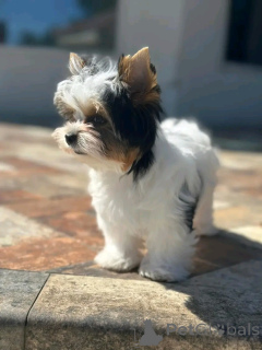 Zdjęcie №3. Yorkshire terrier wyszkolony w toalecie. Francja