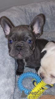 Zdjęcie №2 do zapowiedźy № 132832 na sprzedaż  buldog francuski - wkupić się Niemcy prywatne ogłoszenie