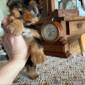 Zdjęcie №1. yorkshire terrier - na sprzedaż w Франкфурт-на-Майне | 1109zł | Zapowiedź №119342