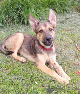 Zdjęcie №1. pies nierasowy - na sprzedaż w Rzeka Moskwa | Bezpłatny | Zapowiedź №146140