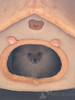 Zdjęcie №3. Evan Imad Yousif. Finlandia