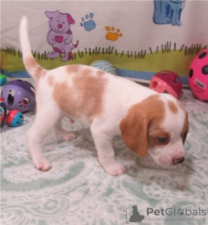 Zdjęcie №3. Beagle-welpen ab sofort für ein neues zuhause verfügbar.. Niemcy