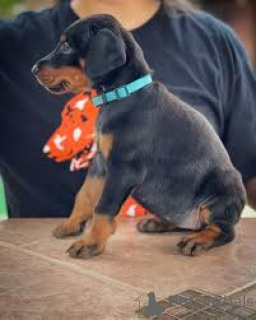 Zdjęcie №4. Sprzedam doberman w Wiedeń. prywatne ogłoszenie, hodowca - cena - 4784zł