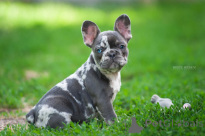 Zdjęcie №2 do zapowiedźy № 143402 na sprzedaż  buldog francuski - wkupić się Gruzja 