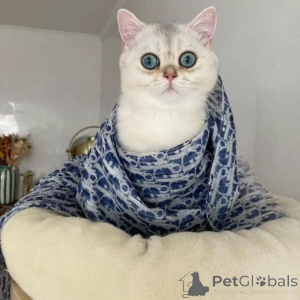 Zdjęcie №2 do zapowiedźy № 157685 na sprzedaż  kot brytyjski krótkowłosy - wkupić się Szwecja prywatne ogłoszenie