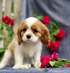 Zdjęcie №2 do zapowiedźy № 138837 na sprzedaż  border collie - wkupić się USA prywatne ogłoszenie, hodowca