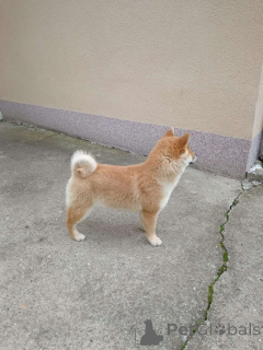 Zdjęcie №4. Sprzedam  w Belgrad.  - cena - negocjowane