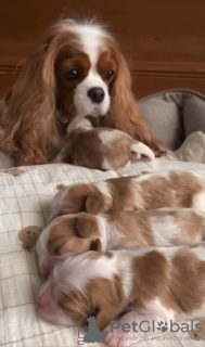 Dodatkowe zdjęcia: Ich habe Cavalier King Charles Spaniel