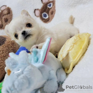 Zdjęcie №2 do zapowiedźy № 163961 na sprzedaż  yorkshire terrier - wkupić się USA hodowca