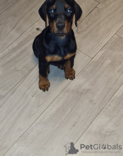 Zdjęcie №3. Rodowód Doberman Szczenięta. Belgia