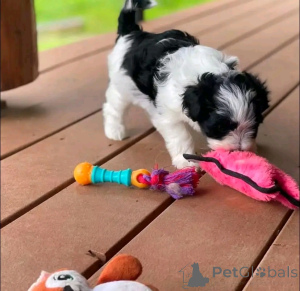 Zdjęcie №3. Dostępne i gotowe do rehabilitacji. USA