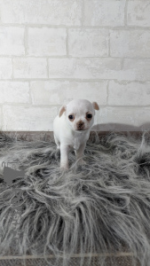 Zdjęcie №1. chihuahua (rasa psów) - na sprzedaż w Mińsk | negocjowane | Zapowiedź №8003