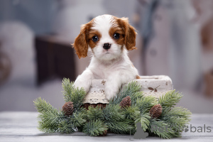 Zdjęcie №3. Szczenięta Cavalier King Charles Spaniel. Federacja Rosyjska