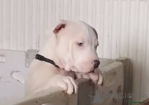 Zdjęcie №1.  - na sprzedaż w Afghana Kan | negocjowane | Zapowiedź № 152701