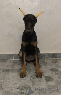 Dodatkowe zdjęcia: Doberman