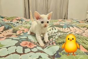 Zdjęcie №3. Kochany Devons. Niemcy