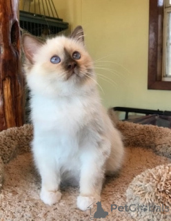 Zdjęcie №1. kot birmański - na sprzedaż w Germering | Bezpłatny | Zapowiedź № 146141