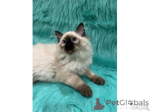 Zdjęcie №2 do zapowiedźy № 143165 na sprzedaż  maine coon - wkupić się USA prywatne ogłoszenie