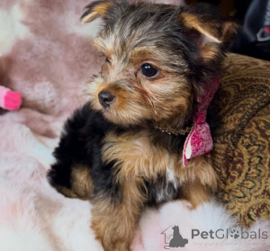 Zdjęcie №3. Rasowe szczenięta Yorkshire Terrier Kompaktowi towarzysze o wielkich sercach. Niemcy