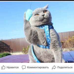 Zdjęcie №2 do zapowiedźy № 3795 na sprzedaż  kot brytyjski krótkowłosy - wkupić się Białoruś od żłobka