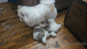 Zdjęcie №2 do zapowiedźy № 160007 na sprzedaż  szpic miniaturowy - wkupić się Łotwa prywatne ogłoszenie