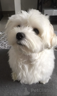 Zdjęcie №2 do zapowiedźy № 132987 na sprzedaż  maltańczyk - wkupić się USA 