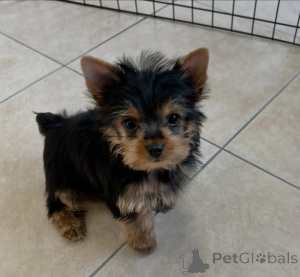 Zdjęcie №3. Małe ciało, królewski duch.. Finlandia