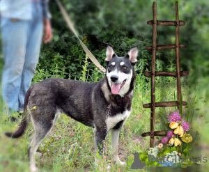 Zdjęcie №2 do zapowiedźy № 24669 na sprzedaż  pies nierasowy - wkupić się Federacja Rosyjska prywatne ogłoszenie