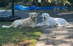 Zdjęcie №3. Golden retriever szczeniak szuka nowego domu. USA