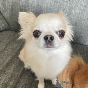 Zdjęcie №1. chihuahua (rasa psów) - na sprzedaż w Karvia | negocjowane | Zapowiedź №166482